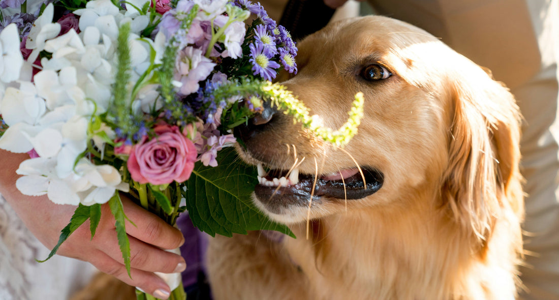 I Want My Dog to Be Part of My Wedding Day, But Where Do I Start?