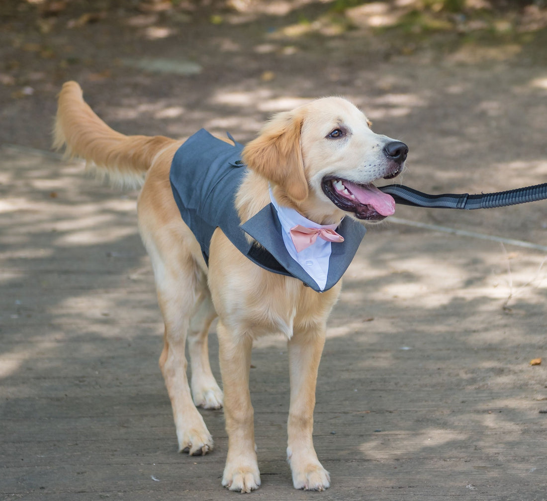 dog wearing a tie